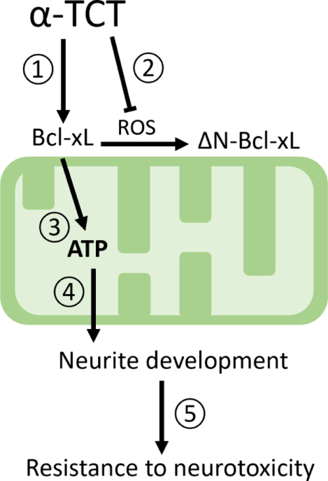 graphic file with name nihms-1786574-f0001.jpg