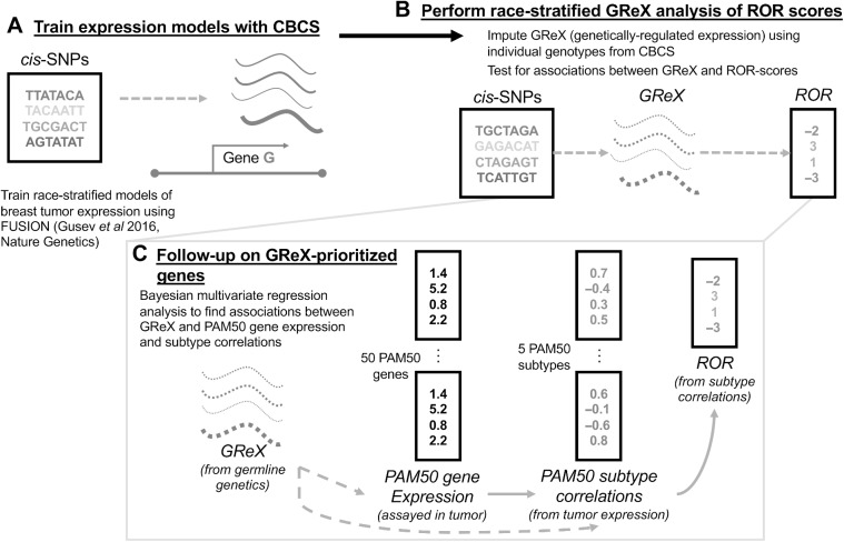 Figure 1. Schematic of study analytic approach. A, In CBCS, constructed race-stratified predictive models of tumor gene expression from cis-SNPs. B, In CBCS, imputed GReX at individual level using genotypes and tested for associations between GReX and CRS in race-stratified linear models; only GReX of genes with significant cis-h2 and high cross-validation performance (R2 > 0.01 between observed and predicted expression) considered for race-stratified association analyses. C, Follow-up analyses on GReX-prioritized genes (i.e., genes whose GReX were significantly associated with CRS at FDR < 0.10). In race-stratified models, PAM50 SCCs and PAM50 tumor expressions were regressed against GReX-prioritized genes under a Bayesian multivariate regression and multivariate adaptive shrinkage approach.