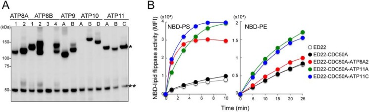 FIGURE 1.