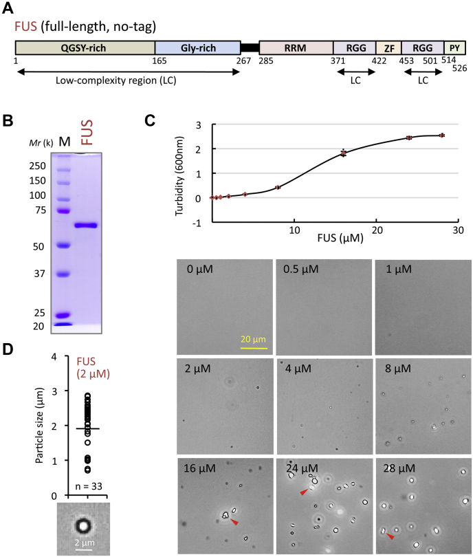 Figure 1