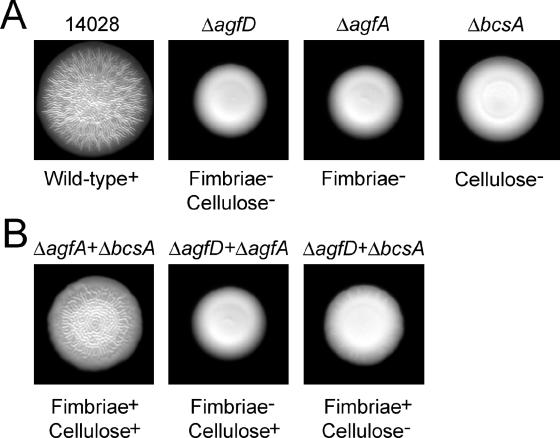 FIG. 3.