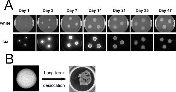 FIG. 4.