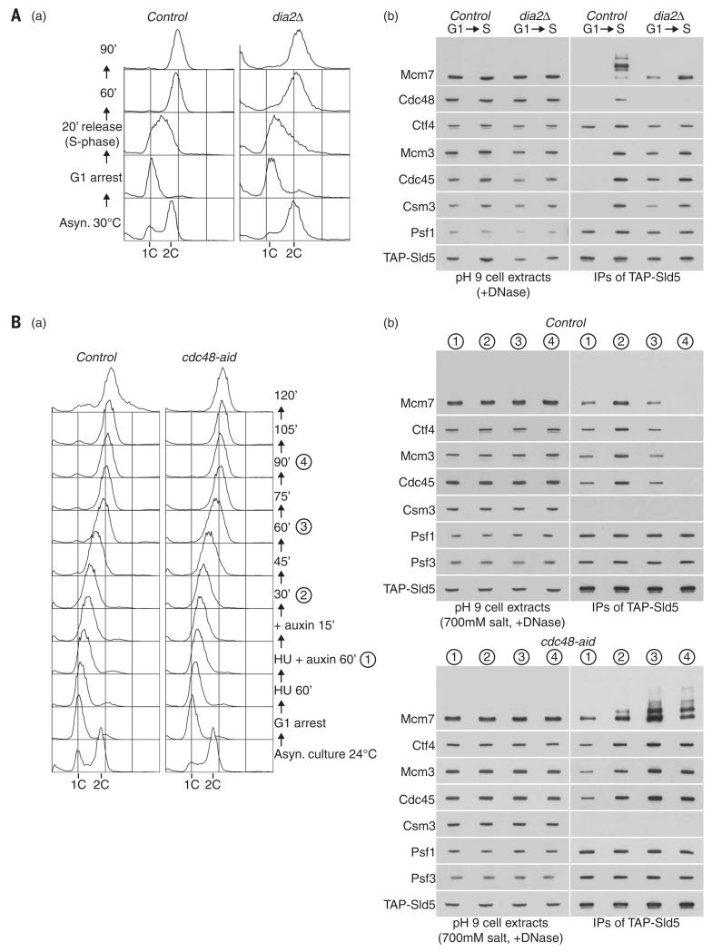 Fig. 8