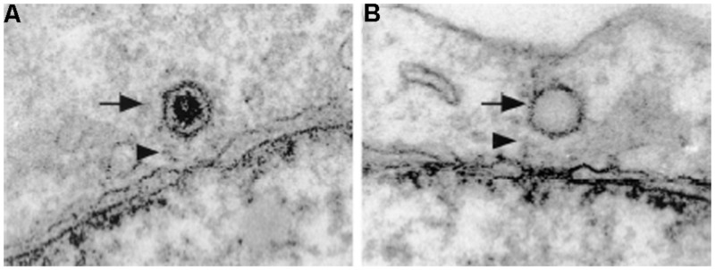 FIGURE 3