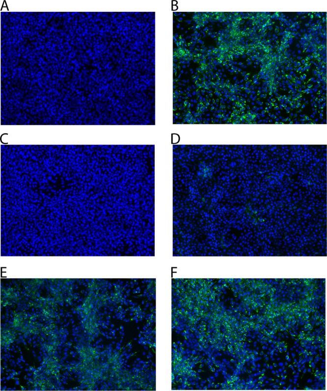 FIG 2