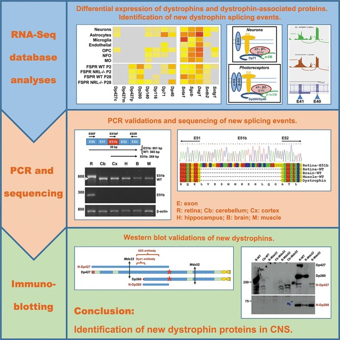 Graphical Abstract