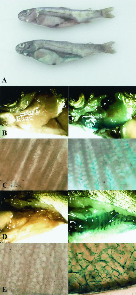 FIG. 5.