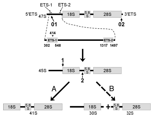 graphic file with name nucl-4-134-g1.jpg