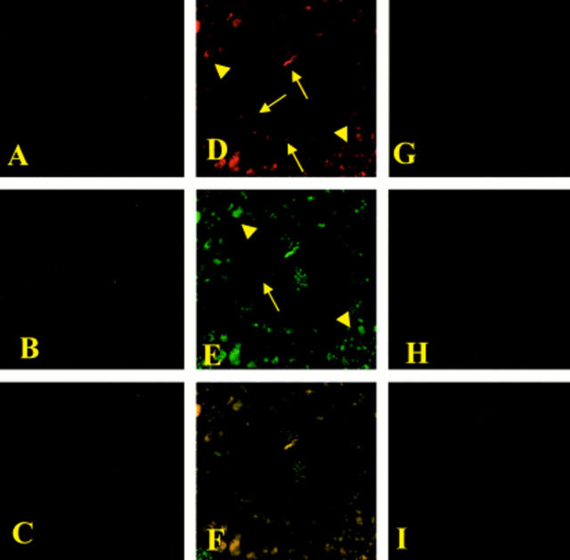 Figure 10  