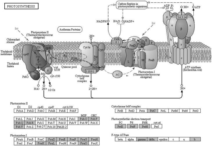 Fig. 4