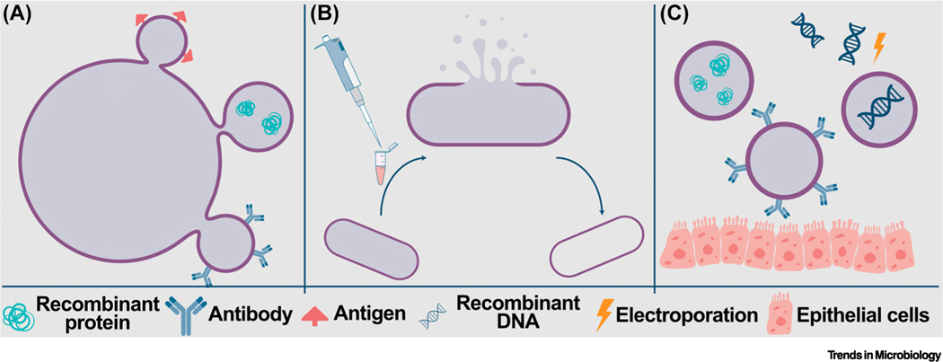 Figure 3.