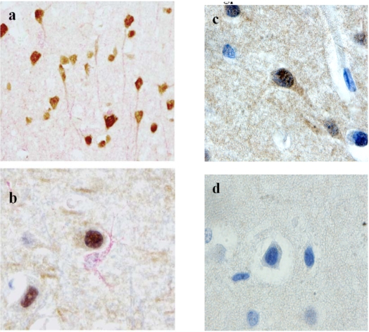 Fig.(6).