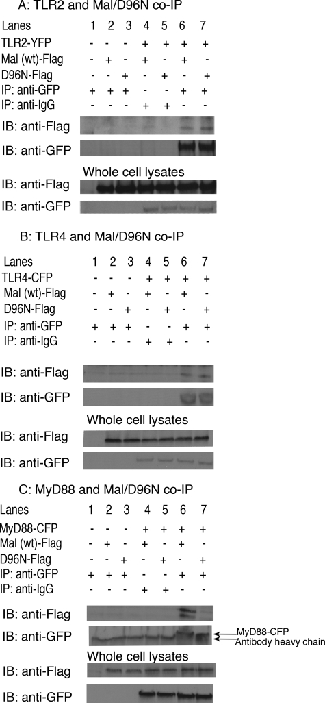 FIGURE 4.