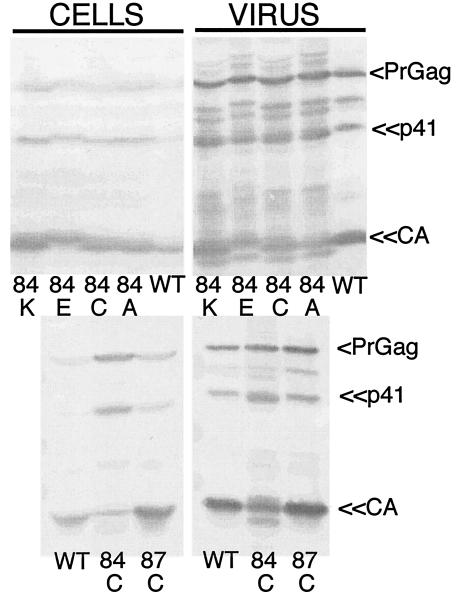 FIG. 1.