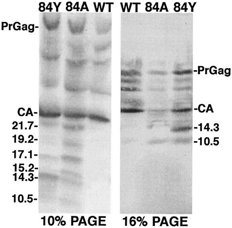 FIG. 6.