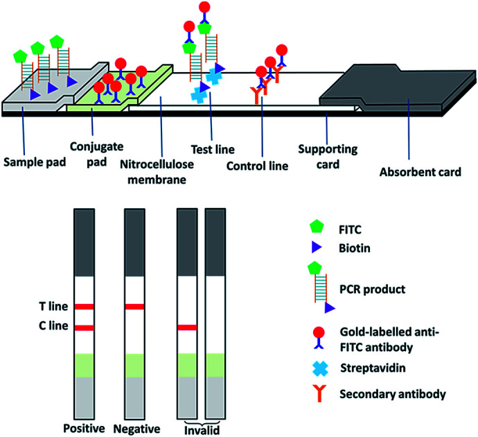 graphic file with name c9ra05060d-ga.jpg