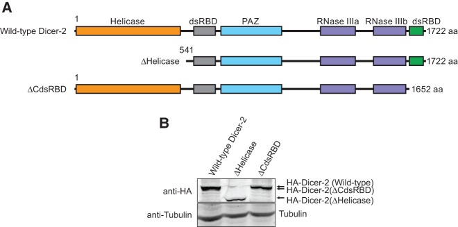 FIGURE 1.