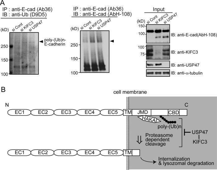 FIGURE 5: