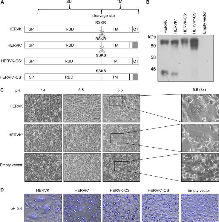 FIG 1