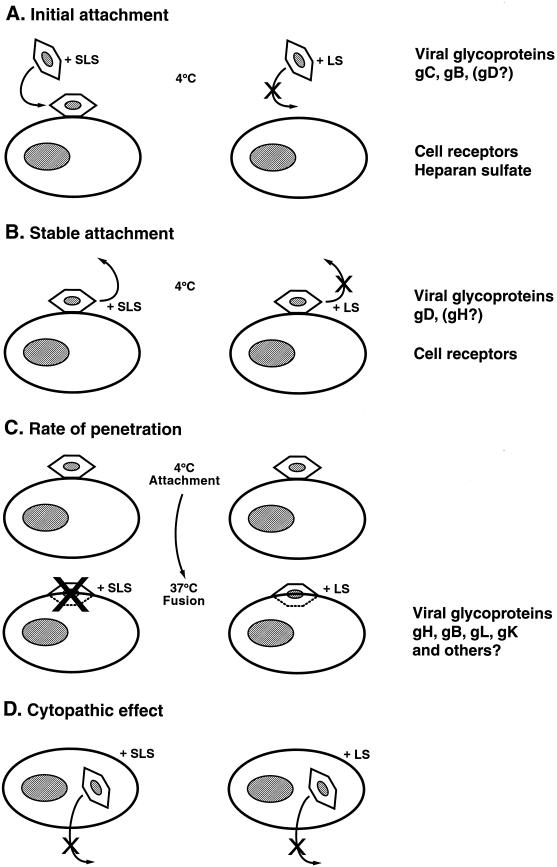 FIG. 9.