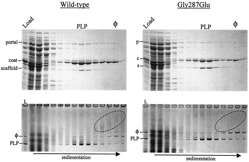 FIG. 4.