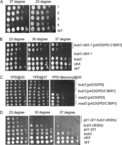 Figure 3.—