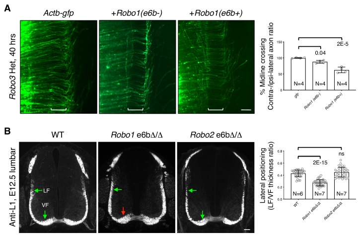 Figure 5—figure supplement 1.