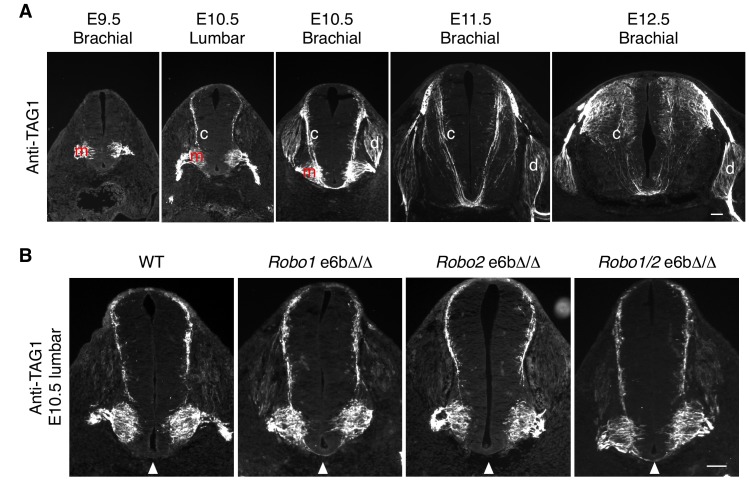 Figure 7—figure supplement 1.