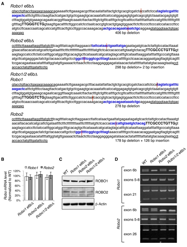 Figure 4—figure supplement 1.