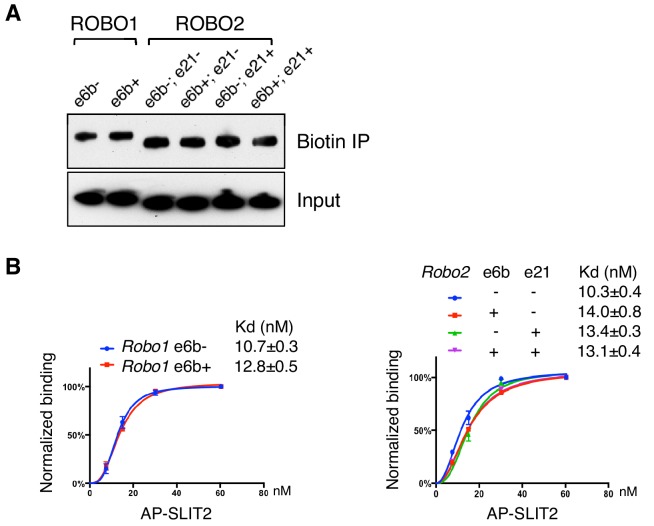 Figure 6—figure supplement 1.