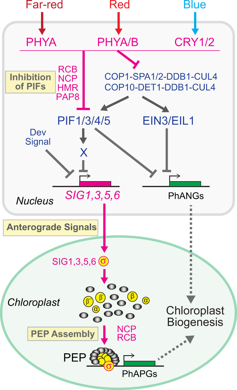 Fig. 9