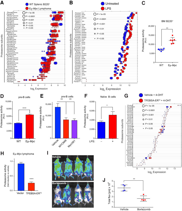 Figure 5. MYC induces expression and activity of the proteasome in B-cell lymphoma. A and B, Gene expression profile of proteasome subunits (A) in splenic B220+ B cells from WT and from Eμ-Myc lymphomas (GSE32239), and of proteasome subunits (B) in untreated versus LPS (4 hours)-stimulated naïve B cells (GSE37222). Log2 gene expression profile of TFEB target genes is shown as a dot plot ordered on the basis of expression; each dot represents one sample, and its size corresponds to its statistical significance as shown. C–F, Proteasome activity was measured using Proteasome-Glo in WT versus Eμ-Myc B220+ BM cells (n = 6; C); WT versus Eμ-Myc pre-B cells cultured in IL7 (D); WT pre-B cells treated with vehicle or with the Myc inhibitors Myci361 or MYCMI6 for 2 hours (E); and naïve mouse splenic B cells that were untreated (MYC-Off) or LPS-stimulated (4 hours, MYC-On; F; D–F, n = 3). G, Log2 gene expression of proteasome-associated genes in Eμ-Myc lymphoma cells expressing vector or TFEBSA-ERT2 4 days after vehicle or 4-OHT treatment is shown as a dot plot ordered on the basis of expression; each dot represents one sample, and its size corresponds to its statistical significance as shown (n = 3 for each cohort). H, Proteasome activity, measured using Proteasome-Glo, in Eμ-Myc lymphoma cells expressing vector or TFEBSA-ERT2 after treatment with vehicle or 4-OHT for 4 days (n = 3). I, In vivo imaging of NOD-SCiD mice intravenously transplanted with Eμ-Myc;Eμ-rtTA2 lymphoma cells expressing either vector (GpNLuc) or TFEBSA-GpNLuc that were treated with vehicle or 0.25 mg/kg bortezomib (i.p. weekly) for 10 days. J, Average bioluminescence for treated with vehicle or bortezomib for 10 days. Statistical analysis: C–F and J, Student t tests were performed. *, P ≤ 0.05; **, P ≤ 0.01; ****, P ≤ 0.0001.