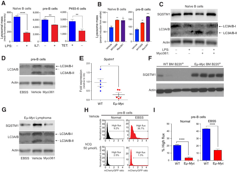 Figure 3. MYC blocks autophagic flux. A, Mean fluorescent intensity of Lysotracker staining in (left to right): untreated versus LPS-treated (6 hours) naïve splenic mouse B cells; IL7-deprived (18 hours) pre-B cells that were then restimulated with IL7 for 6 hours; and P493-6 B lymphoma cells treated with TET for 48 hours and released from TET for 4 hours (n = 3 for all). B, Mean fluorescent intensity of LysoTracker staining of naïve B or pre-B cells treated with vehicle or with the Myc inhibitors Myci361 or MYCMI6 for 2 hours prior to stimulation with either LPS or IL7, respectively. C, Western blot analysis of SQSTM1 and LC3A/B isoforms in naïve splenic B220+ B cells that were left untreated or pretreated with Myci361 for 2 hours, followed by treatment with or without LPS for 4 hours. D, Western blot analysis of LC3A/B isoforms in pre-B cells (cultured in IL7 medium) that were treated with vehicle or with Myci361 for 2 hours, or that were shifted to EBSS medium for 6 hours. E and F, qRT-PCR (E) and Western blot (F) analysis of SQSTM1 levels in WT versus premalignant Eμ-Myc BM B220+ cells (n = 5 for E). G, Levels of SQSTM1 and LC3A/B isoforms levels in Eμ-Myc lymphoma after treatment with the Myc inhibitor Myci361 for 2 hours or following culture in EBSS media for 6 hours. Actin was used as a loading control for all immunoblots. H and I, Autophagic flux analyses in pre-B cells treated with 50 μmol/L hCQ (H), as measured in cells cultured in normal versus EBSS media for 6 hours, or in BM-derived WT versus Eμ-Myc pre-B cells (I). The ratio of GFP to mCherry from the retrovirally expressed mCherry-GFP-LC3 fusion protein was calculated and the percent of cells having high flux is shown (n = 3). Statistical analysis: A, B, E, and I, Student t tests were performed. *, P ≤ 0.05; **, P ≤ 0.01; ***, P ≤ 0.001; ****, P ≤ 0.0001.