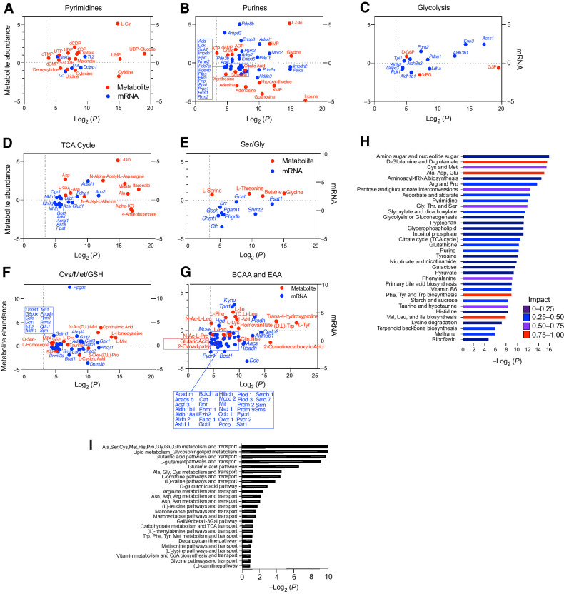 Figure 8. TFEB provokes metabolic anergy in MYC-induced B-cell lymphoma. A–G, Differential and statistically significant metabolites and genes (P ≤ 0.1 and P ≤ 0.05, respectively) were grouped on the basis of the indicated KEGG metabolic pathways and are illustrated as two-axis dot plots to show the metabolite abundance (left axis of plots) and changes in mRNA expression (right axis of plots) that were upregulated or downregulated following the induction of TFEB activity in Eμ-Myc lymphoma cells. H, Untargeted metabolomic profiling via LC/MS-MS was performed in Eμ-Myc lymphoma–expressing vector or TFEBSA-ERT2 after treatment with vehicle or 4-OHT for 4 days (n = 4). LC/MS spectra was analyzed using MZMine2. These data were then uploaded into MetaboAnalyst, and samples were normalized by the sum of all metabolites and log2 transformed, followed by a functional enrichment analysis to assess metabolic pathway enrichment using MetaboAnalyst. I, Normalized log2-transformed metabolomic data from Eμ-Myc lymphoma–expressing TFEBSA-ERT2 treated with vehicle or 4-OHT were uploaded to GeneGo MetaCore to assess metabolic pathways affected by TFEB activation.