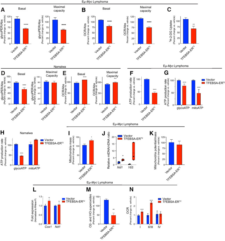 Figure 7. Induction of TFEB compromises the metabolism in MYC-driven B-cell lymphoma. A–C, The basal and maximal capacity for aerobic glycolysis (A; GRAs), basal and maximal capacity for oxidative phosphorylation (B; mitochondrial stress tests), and uptake of 3H-2-deoxy-D-glucose (C) were measured in Eμ-Myc lymphoma cells expressing vector or TFEBSA-ERT2 after treatment with vehicle or 4-OHT for 4 days (n = 6–8). D and E, The basal and maximal capacity for aerobic glycolysis (D), and basal and maximal capacity for oxidative phosphorylation (E) were measured using the XFe96 Analyzer in Namalwa BL cells expressing vector or TFEBSA-ERT2 after treatment with vehicle or 4-OHT for 6 days (n = 3). F–H, Total (F), glycolytic (glycoATP) and mitochondrial (mitoATP; G and H) real-time ATP production were determined in Eμ-Myc lymphoma (F and G) or Namalwa BL (H) cells expressing vector or TFEBSA-ERT2 after treatment with vehicle or 4-OHT for 4 days (F and G; n = 6–8) or 6 days (H; n = 3) using the XFe96 Analyzer. I–M, Eμ-Myc lymphoma–expressing vector or TFEBSA-ERT2 was treated with vehicle or 4-OHT for 4 days and assessed for mitochondrial mass by staining with MitoTracker Green (I); the relative ratio of mitochondrial (Nd1, 16S) to nuclear (HK2) gene DNA content by qPCR (J); mitochondrial membrane potential (K); the expression of mitochondrial Nd1 and Cox1 genes by qRT-PCR (L); and mitochondrial superoxide levels (CellRox; n = 3; M). N, Analysis of ETC complex I, II, III, and IV activity in mitochondria isolated from Eμ-Myc lymphoma–expressing vector or TFEBSA-ERT2 after treatment with vehicle or 4-OHT for 4 days (n = 6–8). Basal OCR readings were used to determine for complex I activity. Injections of 2 μmol/L rotenone and 10 mmol/L succinate were performed to analyze complex II/III activity. Complex IV activity was analyzed by injecting 2 μmol/L antimycin A, 10 mmol/L ascorbate (A4034), and 100 μmol/L TMPD (T7394). Statistical analysis: A–N, Student t tests were performed. *, P ≤ 0.05; **, P ≤ 0.01; ***; P ≤ 0.001; ****, P ≤ 0.0001.