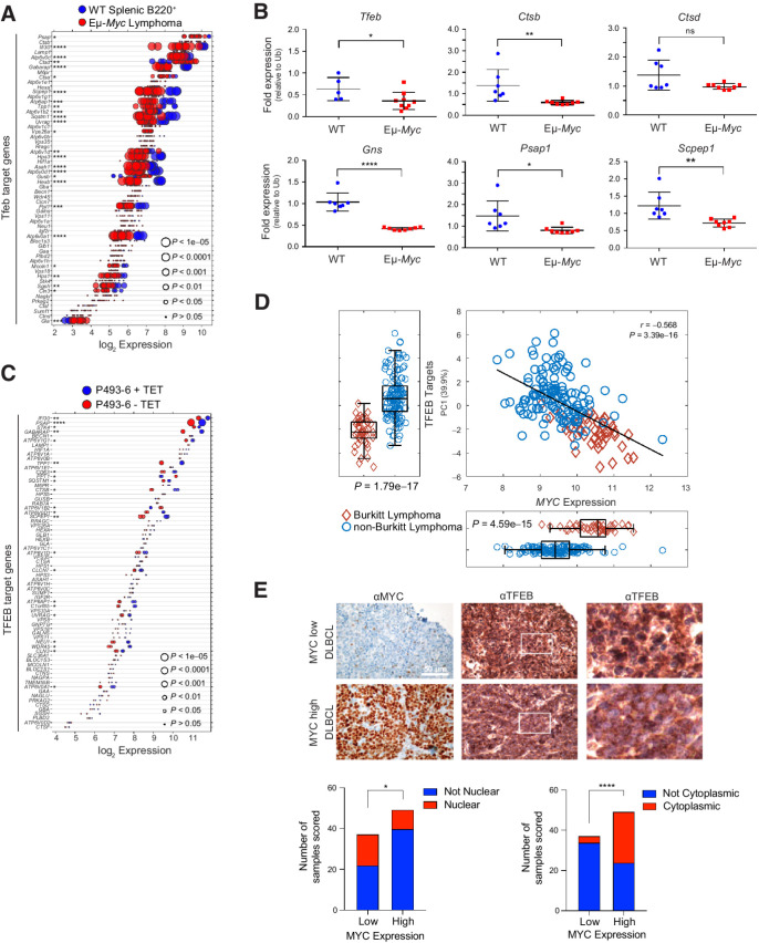 Figure 1. MYC suppresses the TFEB transcriptional program in B-cell lymphoma. A, Gene expression profile (GSE32239) comparing splenic B220+ B cells from WT (n = 4) and Eμ-Myc lymphomas (n = 13). Log2 gene expression of TFEB target genes are shown and are presented as a dot plot that is ordered on the basis of expression. Each dot represents one sample, and the size corresponds to its statistical significance as shown. B, qRT-PCR analyses of BM B220+ B cells from WT (blue symbols; n = 6) and premalignant Eμ-Myc mice (red symbols; n = 9) of Tfeb and select Tfeb target genes. C, Gene expression profile of TFEB target genes in human P493-6 B lymphoma cells (GSE40782) under either a MYC off state (n = 2) or MYC on state (n = 2). Log2 gene expression was plotted in a dot plot ordered on the basis of expression; each dot represents one sample, and its size corresponds to its statistical significance as shown. D, Gene expression profiling comparing 44 human Burkitt lymphoma and 129 human non-Burkitt B-cell lymphoma samples (GSE4475) for the log2 expression of MYC and TFEB target genes. The overall correlation of MYC expression to TFEB target genes is also shown. E, IHC staining of DLBCL samples classified as having low (n = 38) or high (n = 50) MYC expression with MYC and TFEB antibodies. TFEB staining was then classified and scored as either being localized to the nuclear (bottom left) or the cytoplasm (bottom right). Left and middle, scale bar, 50 μm. Right, magnified area of white outlined region of middle panels. Statistical analysis: B, Student t test was performed; F, Fisher exact test was performed. *, P ≤ 0.05; **, P ≤ 0.01; ****, P ≤ 0.0001; ns, nonsignificant.