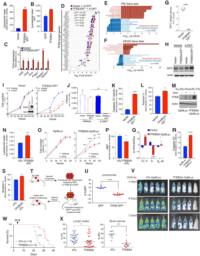 Figure 4. TFEB functions as a tumor suppressor in Myc-driven lymphoma. A, Eμ-Myc lymphoma cells expressing vector or TFEBSA-ERT2 were treated with vehicle or 25 nmol/L 4-OHT for 4 days and analyzed for lysosomal mass by flow cytometry after staining cells with Lysotracker DND99. B, Eμ-Myc lymphoma cells were transduced for 48 hours with retroviruses expressing GFP or TFEBSA plus GFP, and GFP+ cells were analyzed for lysosomal mass. C and D, Eμ-Myc lymphoma cells expressing vector or TFEBSA-ERT2 were treated as in A, and then analyzed for the indicated TFEB target genes by qRT-PCR (C) or RNA-seq (D; n = 3 for both). For D, the log2 gene expression profile of TFEB target genes is shown as a dot plot that is ordered on the basis of expression; each dot represents one sample, and its size corresponds to its statistical significance as shown. E and F, GSEA of significant, differentially expressed genes from RNA-seq analysis were performed using the PID (E) and KEGG (F) databases. G, Box plot comparing the change of canonical MYC target genes (PC1) in Vector + 4-OHT versus TFEBSA-ERT2 + 4-OHT RNA-seq data. H, Immunoblot analysis of Myc protein levels in Eμ-Myc lymphoma cells expressing vector or TFEBSA-ERT2 and treated as in A. I–L, Eμ-Myc lymphoma cells expressing vector or TFEBSA-ERT2 were assessed for cell proliferation over 6 days (inset shows TFEBSA-ERT2 protein expression; I); colony-forming potential in methylcellulose (day 14; J); and apoptosis after 4 days of 4-OHT treatment, by measuring caspase-3/7 and Annexin V staining, respectively (I–L, n = 3). M–S, Western blot analysis of TFEBSA and actin protein levels in Eμ-Myc;Eμ-rtTA2 lymphoma cells expressing vector (GpNLuc or dTo) or TFEBSA (TFEBSA-GpNLuc or TFEBSA-dTo) 2 days after treatment with vehicle or Dox (M); lysosomal mass of these cells treated ± Dox (48 hours; N); cell numbers over 120 hours (O); cell proliferation index, as determined by Ki67 staining (48 hours; P); cell-cycle analysis with propidium iodide (48 hours; Q); and apoptosis (caspase-3/7 activity and Annexin V staining after 48 hours; R and S). T and U, Eμ-Myc lymphoma cells were transduced with retrovirus expressing GFP or GFP plus TFEBSA. T, A 50:50 mix of control or TFEB-expressing GFP+:GFPNeg Eμ-Myc lymphoma cells from each transduction was transplanted intravenously into congenic recipient mice (n = 8). U, Lymphomas arising in transplanted animals in S were assessed for percent of GFP+ lymphoma cells. V, In vivo imaging of Nod/Scid mice transplanted with Eμ-Myc;Eμ-rtTA2 lymphoma cells expressing vector (GpNLuc) or TFEBSA-GpNLuc at days 3, 6, and 7 after Dox chow was provided ad libitum. W, Survival of syngeneic mice transplanted with Eμ-Myc;Eμ-rtTA2 lymphoma cells expressing vector (dTo) or TFEBSA-dTo; Dox chow was provided at day 3 posttransplant (arrow). X, Percent dTo+ B220+ cells isolated from lymph nodes or BM of diseased recipient mice in V. Statistical analysis: A–C, I–L, N–S, U, and X: Student t tests were performed. W, χ2 test was performed. *, P ≤ 0.05; **, P ≤ 0.01; ***, P ≤ 0.001; ****, P ≤ 0.0001.