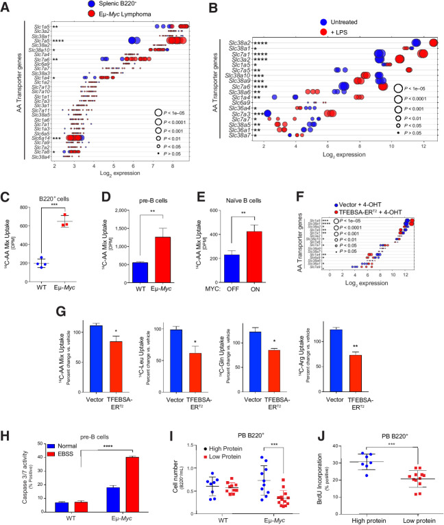 Figure 6. MYC induces expression and activity of select AA transporters in B lymphoma. A and B, Gene expression of AA transporters in splenic WT and neoplastic Eμ-Myc B cells (GSE32239; A), and untreated and LPS-stimulated mouse splenic B cells (GSE37222; B). Log2 mRNA levels are shown in a dot plot that is ordered on the basis of expression; each dot represents one sample, and the size corresponds to its statistical significance as shown. C–E, Uptake of 14C-labeled amino acids in WT vs. Eμ-Myc B220+ BM cells (C); WT versus Eμ-Myc pre-B cells cultured in IL7 (D); and untreated (MYC-Off) or LPS-stimulated (4 hours, MYC-ON) primary splenic B cells (E). F, Log2 gene expression profile of genes encoding select AA transporters is shown in a dot plot ordered on the basis of their expression in Eμ-Myc lymphoma cells expressing vector or TFEBSA-ERT2 4 days after treatment with vehicle or 4-OHT; each dot represents one sample, and its size corresponds to its statistical significance as shown. G, Uptake of indicated 14C-labeled AAs in Eμ-Myc lymphoma cells expressing vector or TFEBSA-ERT2 after treatment with vehicle or 4-OHT (4 days). H, Pre-B cells isolated from WT versus Eμ-Myc mice were plated in normal or EBSS media for 3 hours and apoptosis measured via caspase-3/7 activity. I, WT and Eμ-Myc littermate mice were switched to a chow containing either high (20%) or low (6%) protein 3 weeks after birth. The number of peripheral blood (PB) B220+ cells were determined after 1 week. J, Six-weeks-old WT and Eμ-Myc littermate mice were switched to a chow containing either high (20%) or low (6%) protein for 1 week and were then injected intravenously with BrdU and incorporation was measured in PB B220+ cells. Statistical analysis: C–E and G–J, Student t tests were performed. *, P ≤ 0.05; **, P ≤ 0.01; ***, P ≤ 0.001; ****, P ≤ 0.0001.