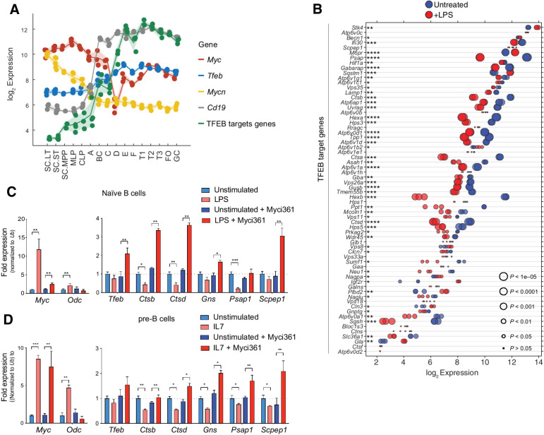 Figure 2. A MYC-TFEB circuit is manifest during B-cell development and mitogenic signaling. A, Log2 expression levels of Tfeb, Tfeb target genes, Myc, Mycn, and CD19 transcripts at different stages of mouse B-cell development (Immgen Dataset). B, Gene expression profile of LPS-stimulated naïve mouse splenic B cells (GSE37222). Log2 gene expression of Tfeb target genes was plotted in a dot plot ordered on the basis of expression. Each dot represents one sample, and dot size corresponds to its statistical significance as shown. C, qRT-PCR analyses of expression of Myc, Odc, Tfeb, and the indicated TFEB target genes in naïve mouse splenic B220+ B cells (unstimulated) or following stimulation of these cells with LPS for 4 hours (+ LPS), or naïve mouse splenic B220+ B cells pretreated with the Myc inhibitor Myci361 for 2 hours, followed by stimulation of these cells with LPS for 4 hours (+ LPS) versus those not treated with LPS (unstimulated). D, qRT-PCR analyses of Myc, Odc, Tfeb, and TFEB target genes in pre-B cells that were deprived of IL7 for 18 hours (unstimulated) and then treated with IL7 (+ IL7) for 6 hours in the absence or presence of the Myc inhibitor Myci361. Statistical analysis: C and D, Student t tests were performed. Data are represented as mean ± SD (n = 3). *, P ≤ 0.05; **, P ≤ 0.01; ***, P ≤ 0.001; ****, P ≤ 0.0001.