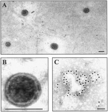 FIG. 8.