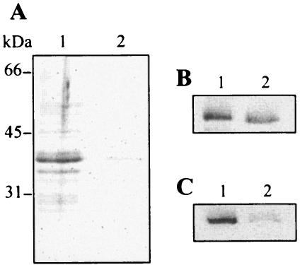 FIG. 9.