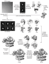 Figure 1—figure supplement 2.