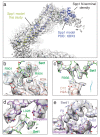 Figure 1—figure supplement 4.