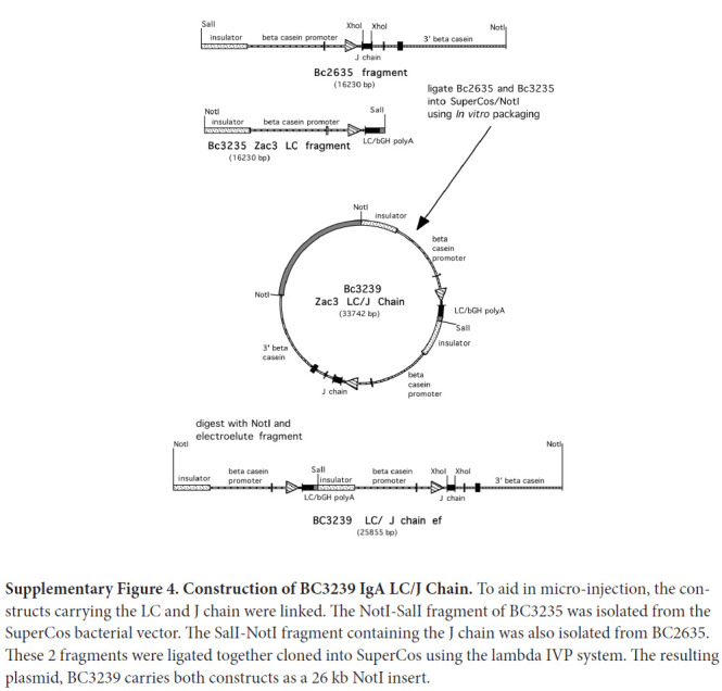 Supplementary Figure 4.