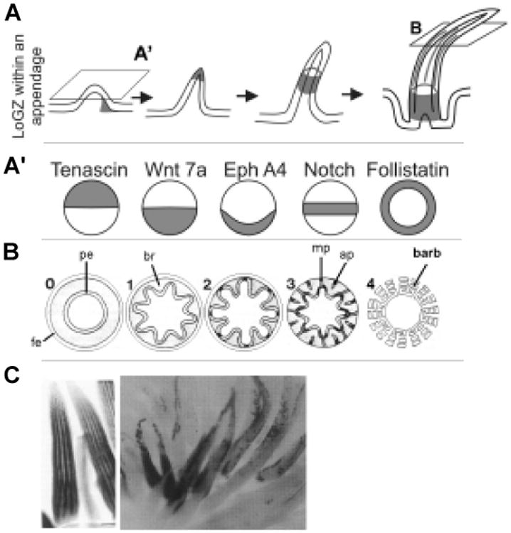 Fig. 8