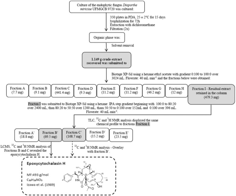 Flowcharts illustrating the processes of chemical isolation of the compound epoxycytochalasin H obtained from the endophytic fungus Diaporthe miriciae UFMGCB 9720.