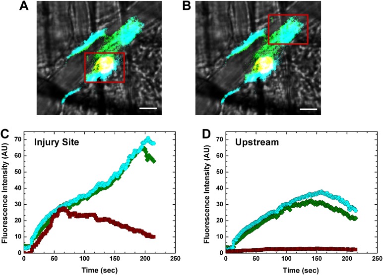 Figure 4