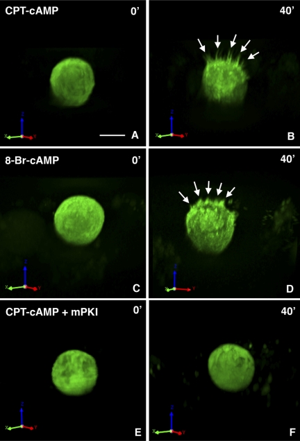 Fig. 9.