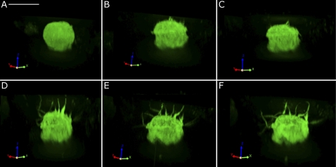 Fig. 10.