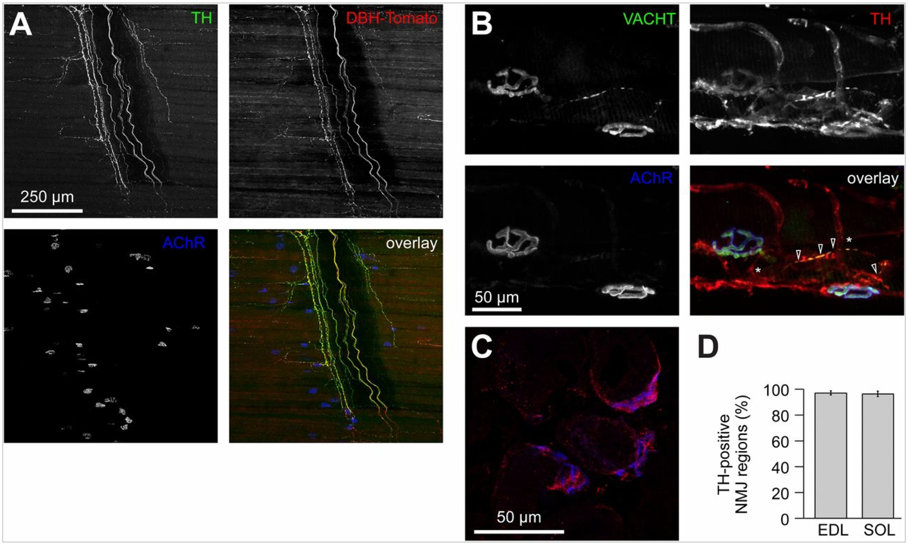 Figure 3: